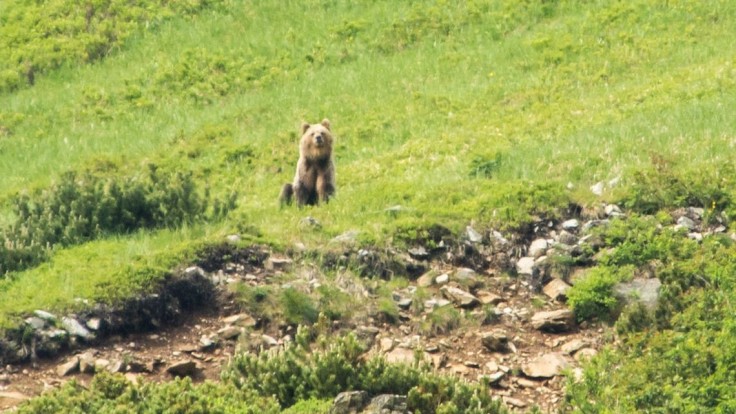 V Prešove videli medveďa, radnica vyzýva na opatrnosť v okolí mestských lesov