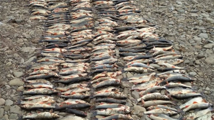 Odhalili páchateľov, ktorí spôsobili úhyn rýb v rieke Kysuca. V koryte jazdili na terénnych autách
