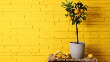Ako prezimovať citrónovník plus tipy na jeho pestovanie