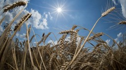Rusko zožalo v okupovanej časti Ukrajiny pšenicu za miliardu dolárov, tvrdí NASA