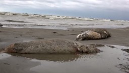 Masívny úhyn tuleňov v Kaspickom mori zrejme spôsobil výron zemného plynu