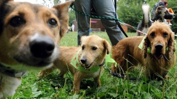 Slovensko zaznamenalo prípady nebezpečného ochorenia zvierat. Opatrnosť by mali zvýšiť najmä majitelia psov