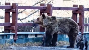 V Tatranskej Lomnici zavedú nové bezpečnostné opatrenia proti náhodným stretnutiam turistov s medveďmi