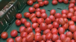 Slovenské paradajky sa opäť vracajú na pulty predajní. Zeleniny bude dostatok, klesne aj cena
