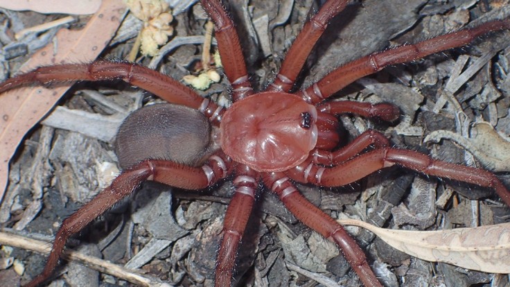 Austrálski vedci sú v šoku, objavili nový druh obrovského pavúka. Stavia si podzemné nory