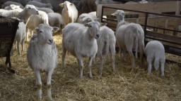 Slováci zabúdajú ako chutí jahňacina, napriek tomu chovatelia oviec zažívajú lepšie časy