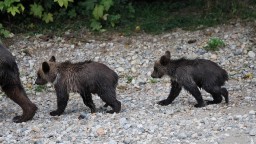 V okrese Prievidza zazreli medvedicu s dvoma mláďatami. Buďte opatrní, upozorňuje polícia