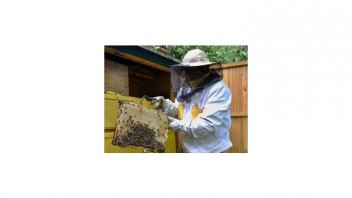 Peľ je stavebný prvok medu a nie jeho zložka, tvrdí EP