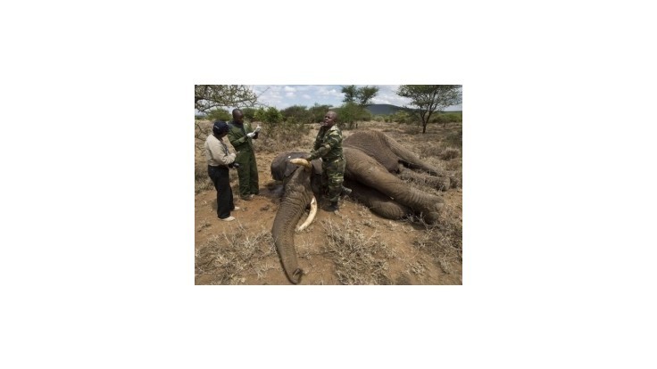 Pytliaci zabili v rokoch 2010-2012 v Afrike 100.000 slonov