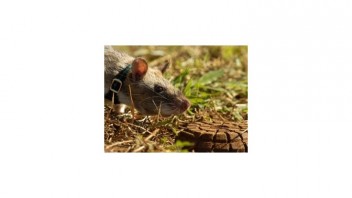 Vycvičené potkany zachraňujú Kambodžanov pred nášľapnými mínami