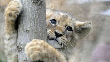 Počet levov môže onedlho klesnúť o polovicu, vedci navrhujú zvýšenie ochrany