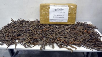 Púť sušených morských koníkov sa skončila na francúzskej pošte