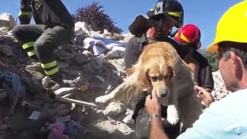 Deväť dní po tragickom zemetrasení vytiahli z trosiek psíka