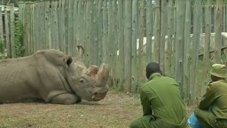 Stretnutie milovníkov jazvečíkov / Zahynul posledný nosorožec tuponosý