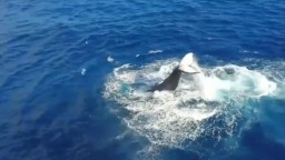 Plavba s veľrybami