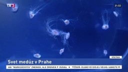 Koronavírus ohrozuje aj biznis / Svet medúz v Prahe