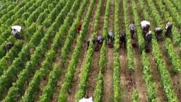 Francúzski vinári hlásia zlú sezónu/ Brtníci z južného Uralu