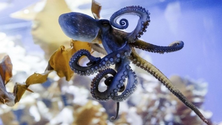 germany-octopus-03691-d5f2c8f6c206489a91eb5fd8e42933ac_0a000002-dc03-5aa8.jpg