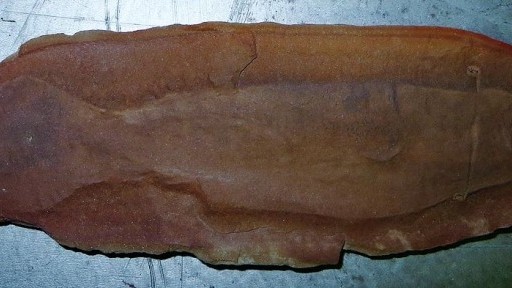 tullimonstrum-gregarium-fosilia_0a000002-485d-7c2e.jpg
