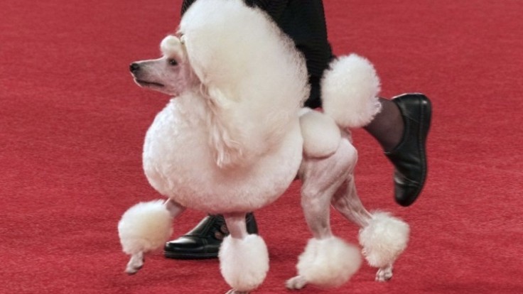beverly-hills-dog-show-84678-03d44670e24e41b596b3be36bffc8fee_0a000002-1ea1-e1f7.jpg