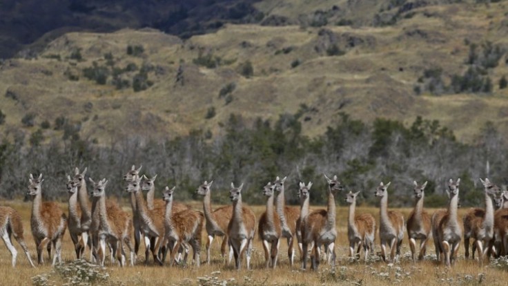 chile-tompkins-national-parks-12755-a5c303fd227b48a3b31d496e4e8eea08_7f000001-558d-b234.jpg