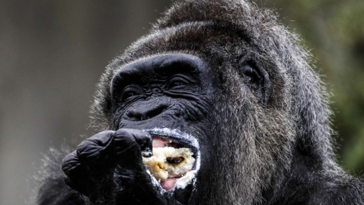 germany-old-gorilla-44822-f48a3f6102bc4729bb7d38242d52a0cb_7f000001-7c6b-0604.jpg