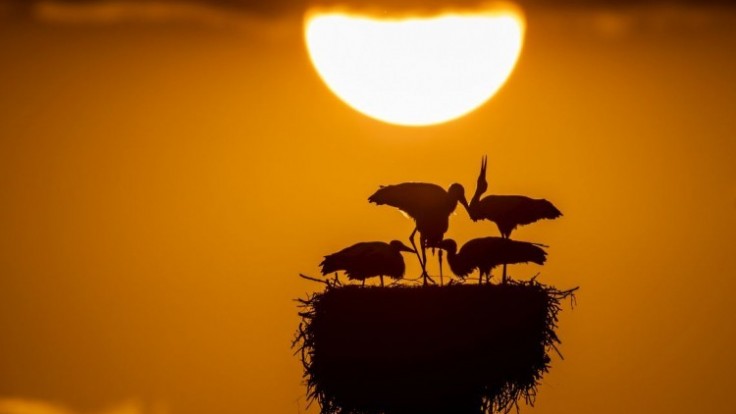 switzerland-storks-04790-3dacd32fd315496cbe69d9d12829ce7b_7f000001-fa90-8cae.jpg