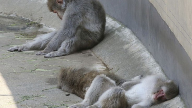 the-week-that-was-in-asia-photo-gallery-21245-efb4c7c461a84852ad4d33a00dafb360_7f000001-0d01-8668.jpg