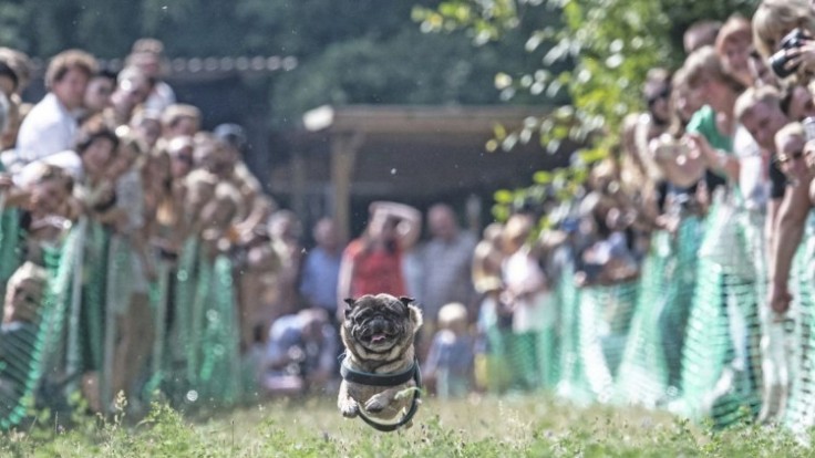 germany-pug-dog-race-40400-ba7ab050cb2e4dbcaa621c10d0d57aed_7f000001-3d8e-b33e.jpg