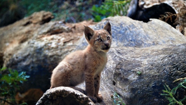 spain-lynx-baby-94438-56f61f8f435645e38616f30b4938b19c_ac1100ae-0615-c4b9.jpg
