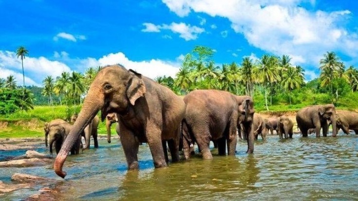 Slony na Srí Lanke.