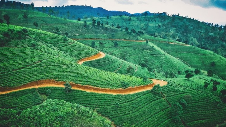 Čajová plantáž na Srí Lanke.