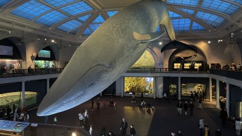 Modrá veľryba v múzeu