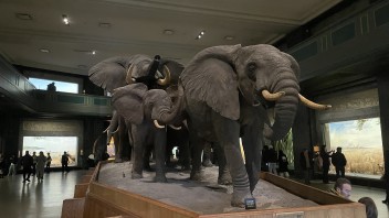 Slony v Americkom múzeu prírodnej histórie