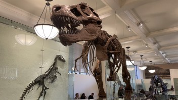 T-Rex v múzeu
