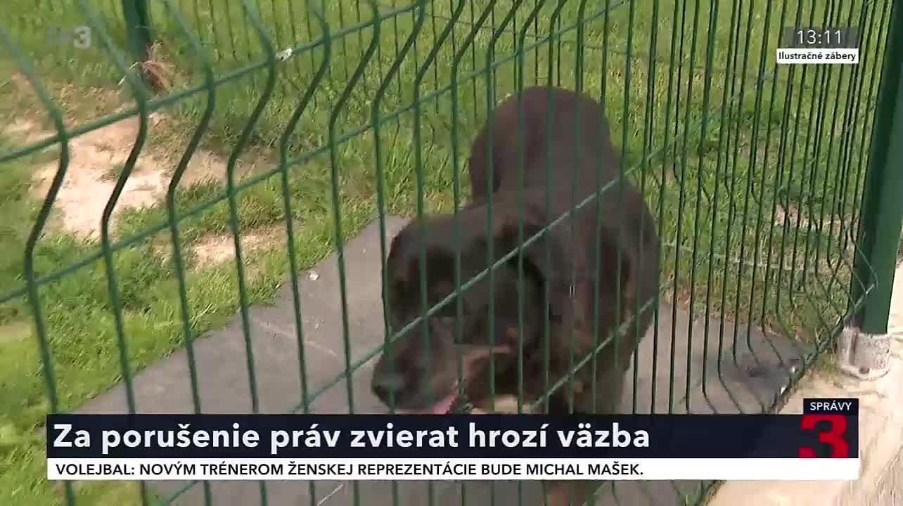 Novela trestného zákona vymedzila tresty. Za porušenie práv zvierat hrozí väzba