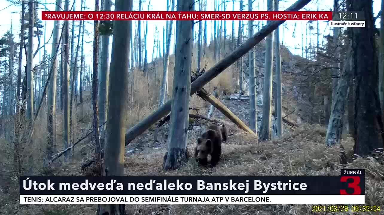 Medveď útočil blízko zjazdovky. Zásahový tím monitoruje Králiky, vyzýva na opatrnosť